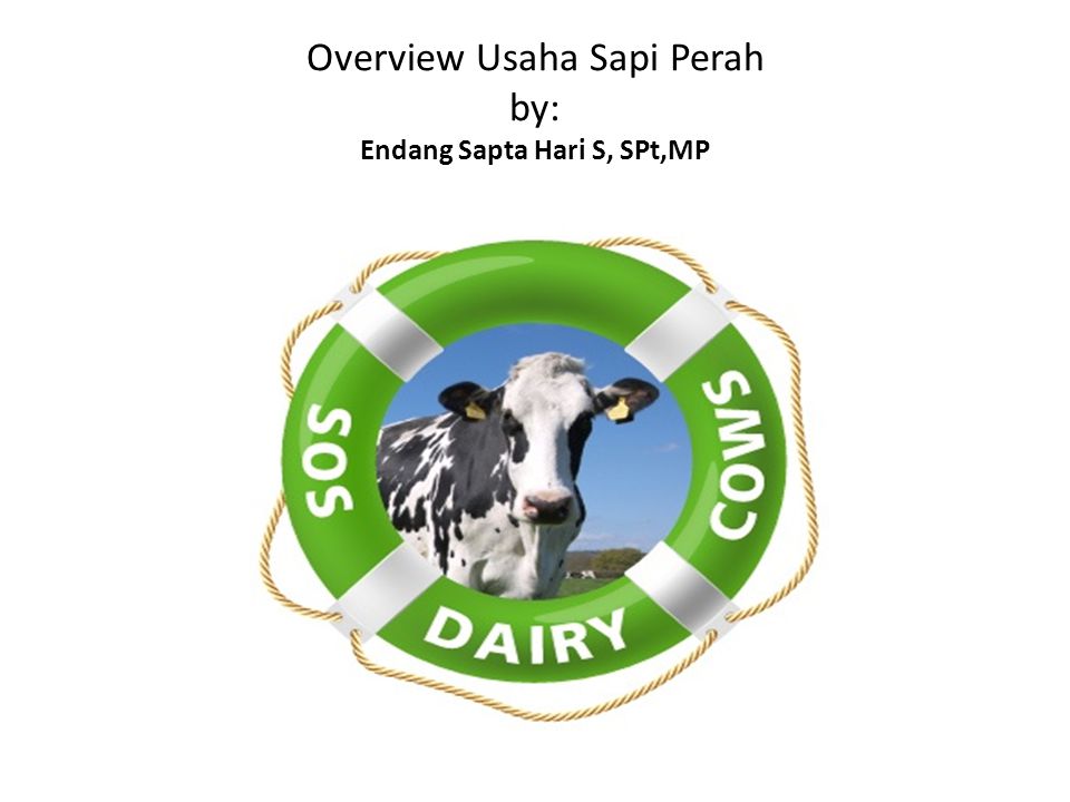 Detail Logo Sapi Perah Nomer 24