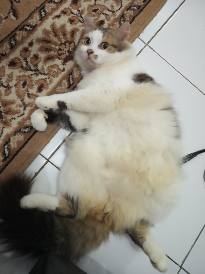 Detail Pacak Kucing Gratis Nomer 15