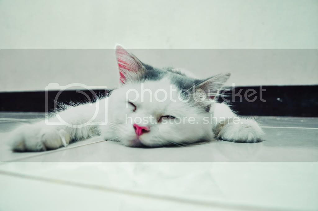 Detail Pacak Kucing Gratis Nomer 20