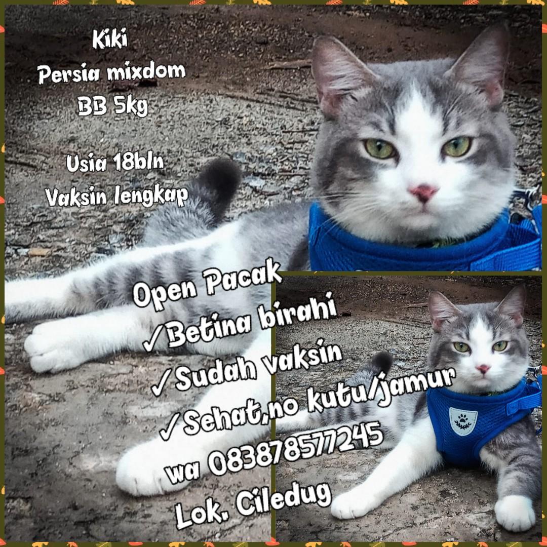 Detail Pacak Kucing Gratis Nomer 26