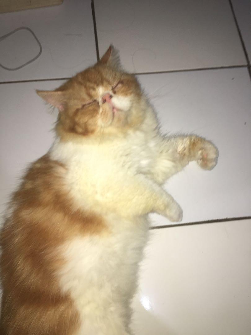 Detail Pacak Kucing Gratis Nomer 53