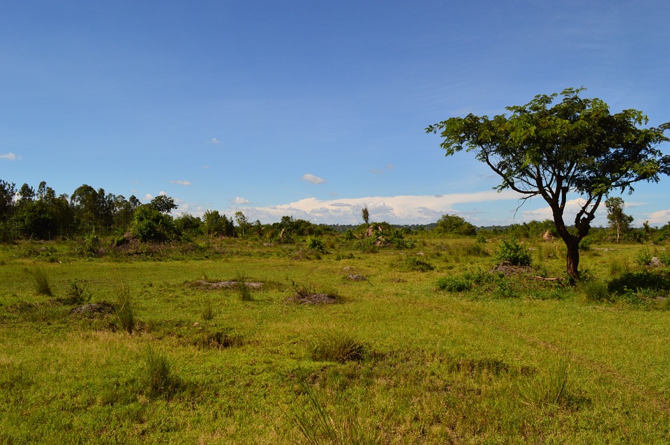 Detail Padang Rumput Yang Ada Pepohonan Nya Nomer 15