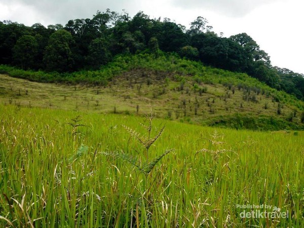 Detail Padang Rumput Yang Ada Pepohonan Nya Nomer 17