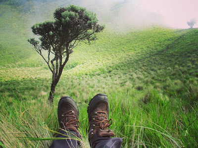 Detail Padang Rumput Yang Ada Pepohonan Nya Nomer 37