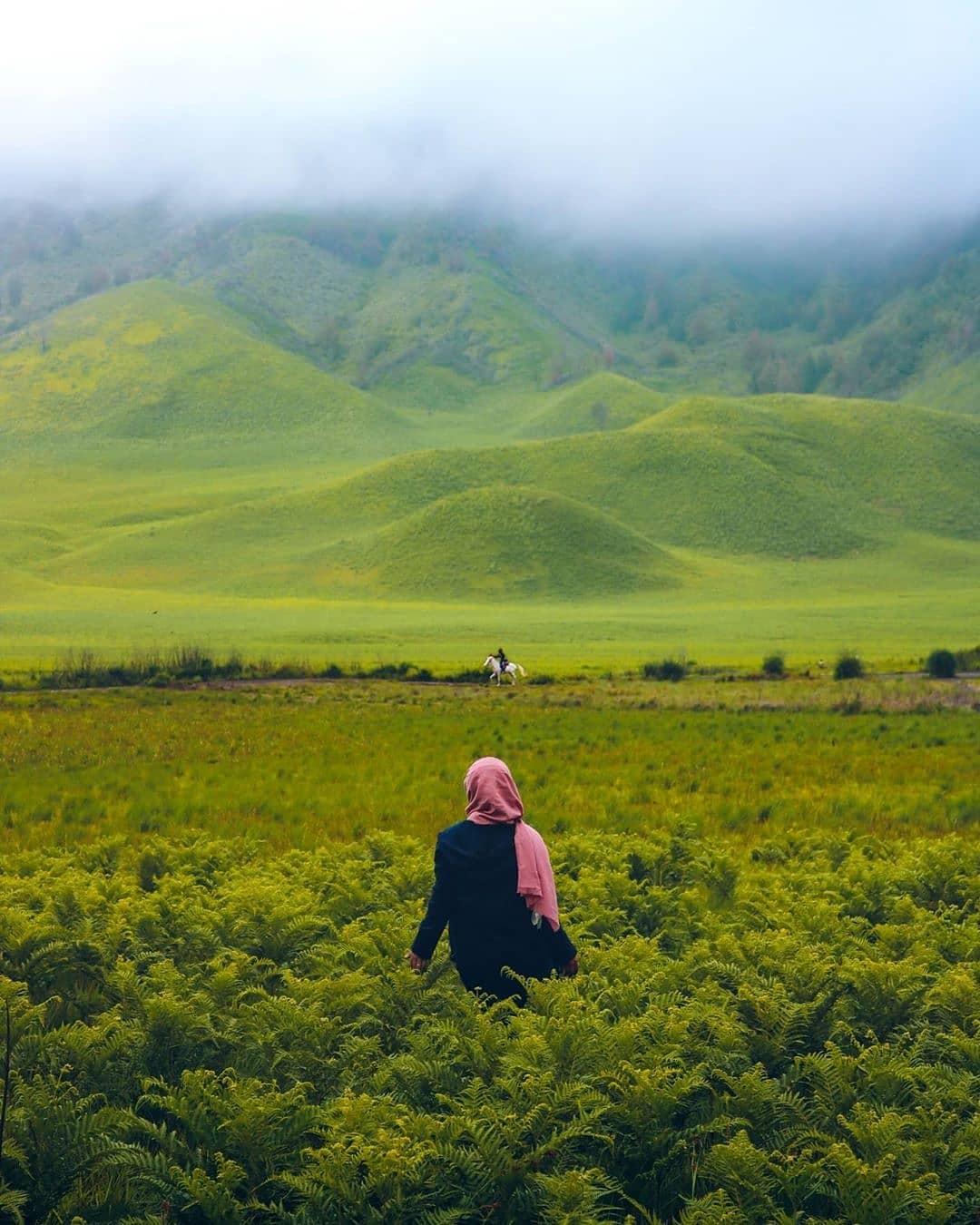 Detail Padang Rumput Yang Ada Pepohonan Nya Nomer 41