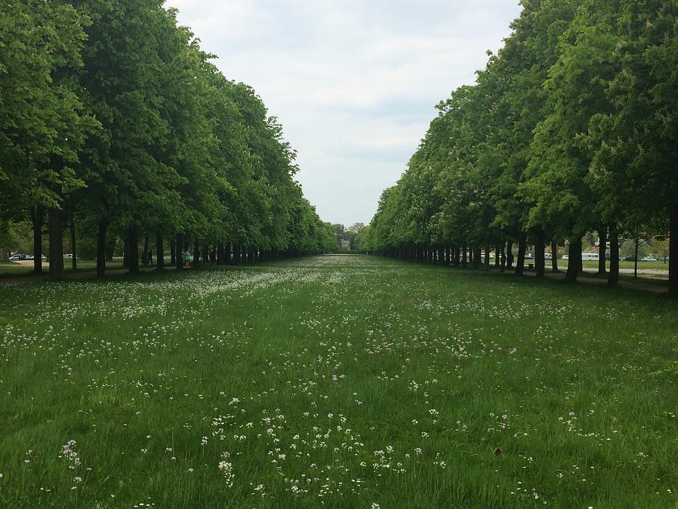 Detail Padang Rumput Yang Ada Pepohonan Nya Nomer 6