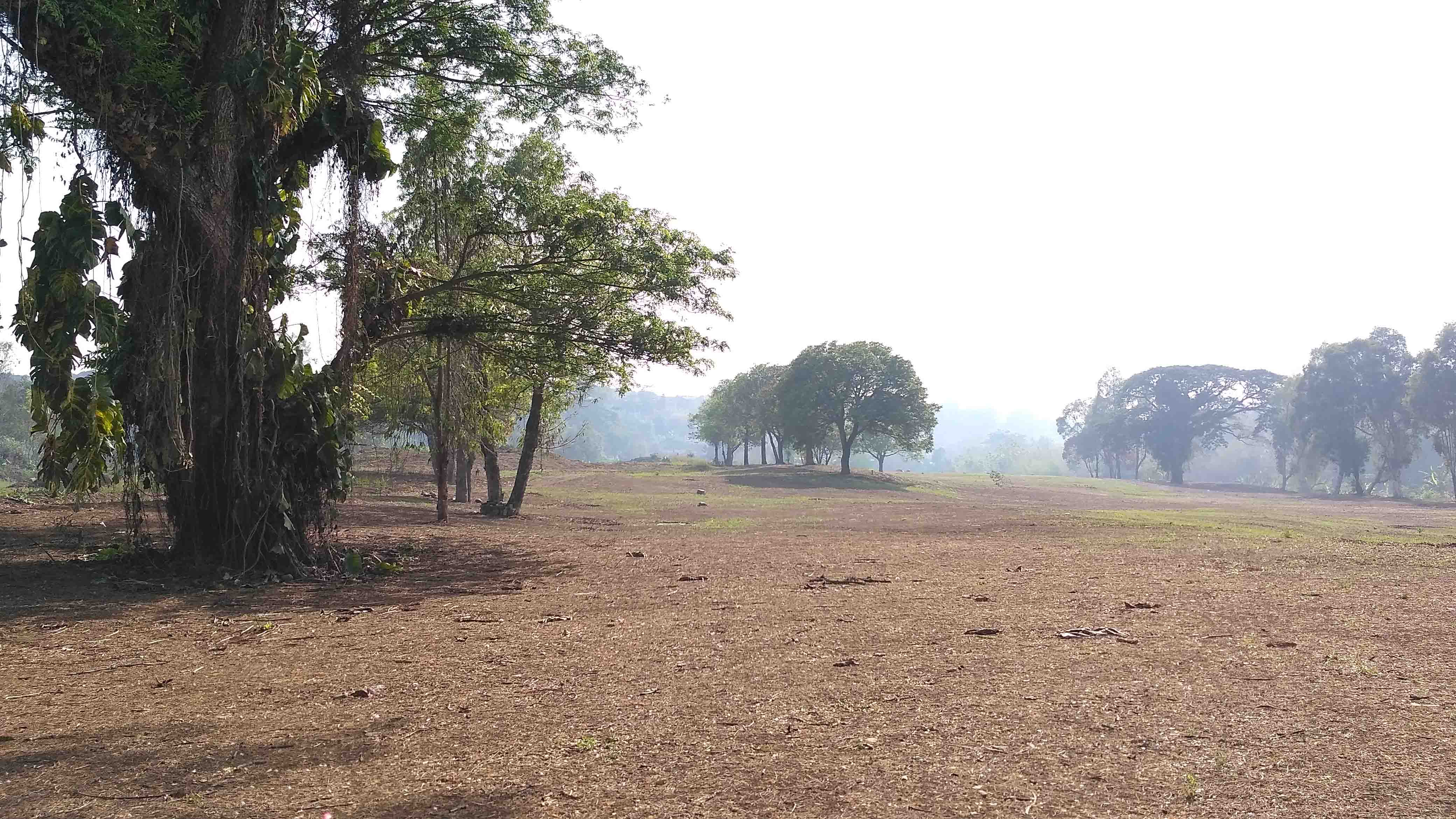 Detail Padang Rumput Yang Ada Pepohonannya Nomer 20