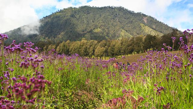 Detail Padang Rumput Yang Ada Pepohonannya Nomer 34