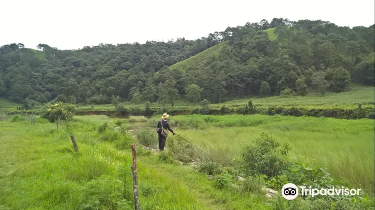 Detail Padang Rumput Yang Ada Pepohonannya Nomer 36