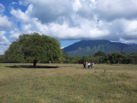 Detail Padang Rumput Yang Ada Pepohonannya Nomer 50