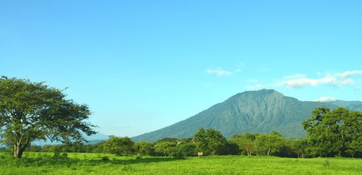 Padang Rumput Yang Ada Pohonnya - KibrisPDR