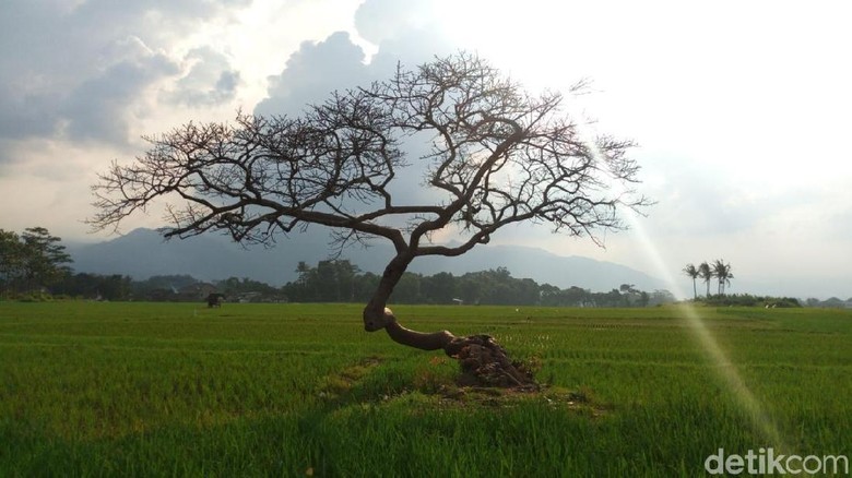 Detail Padang Rumput Yang Ada Pohonnya Nomer 21