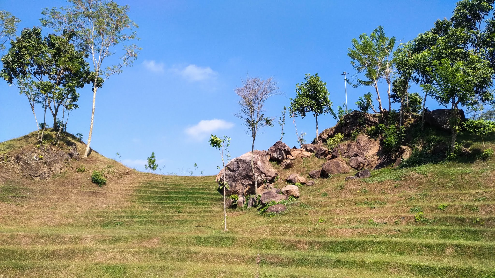 Detail Padang Rumput Yang Ada Pohonnya Nomer 25