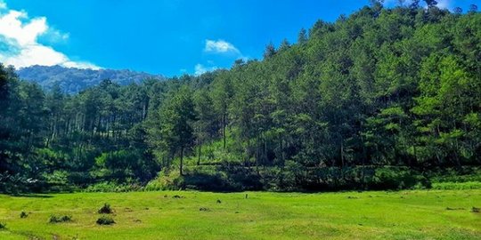 Detail Padang Rumput Yang Ada Pohonnya Nomer 27