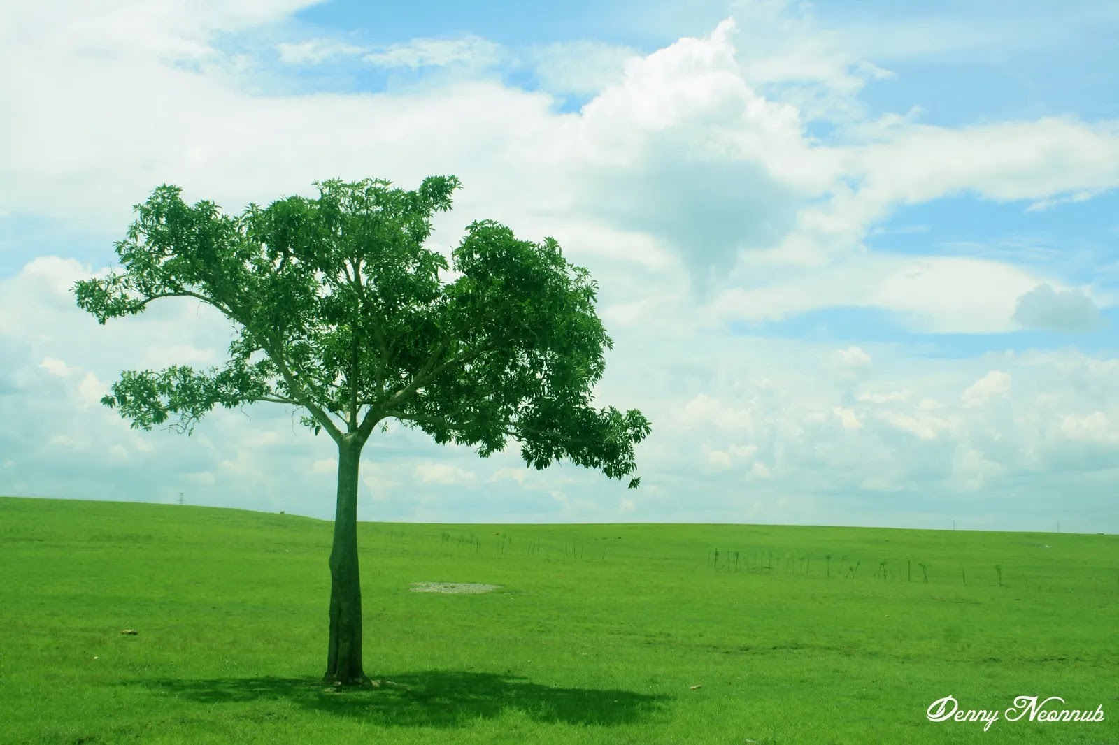 Detail Padang Rumput Yang Ada Pohonnya Nomer 4