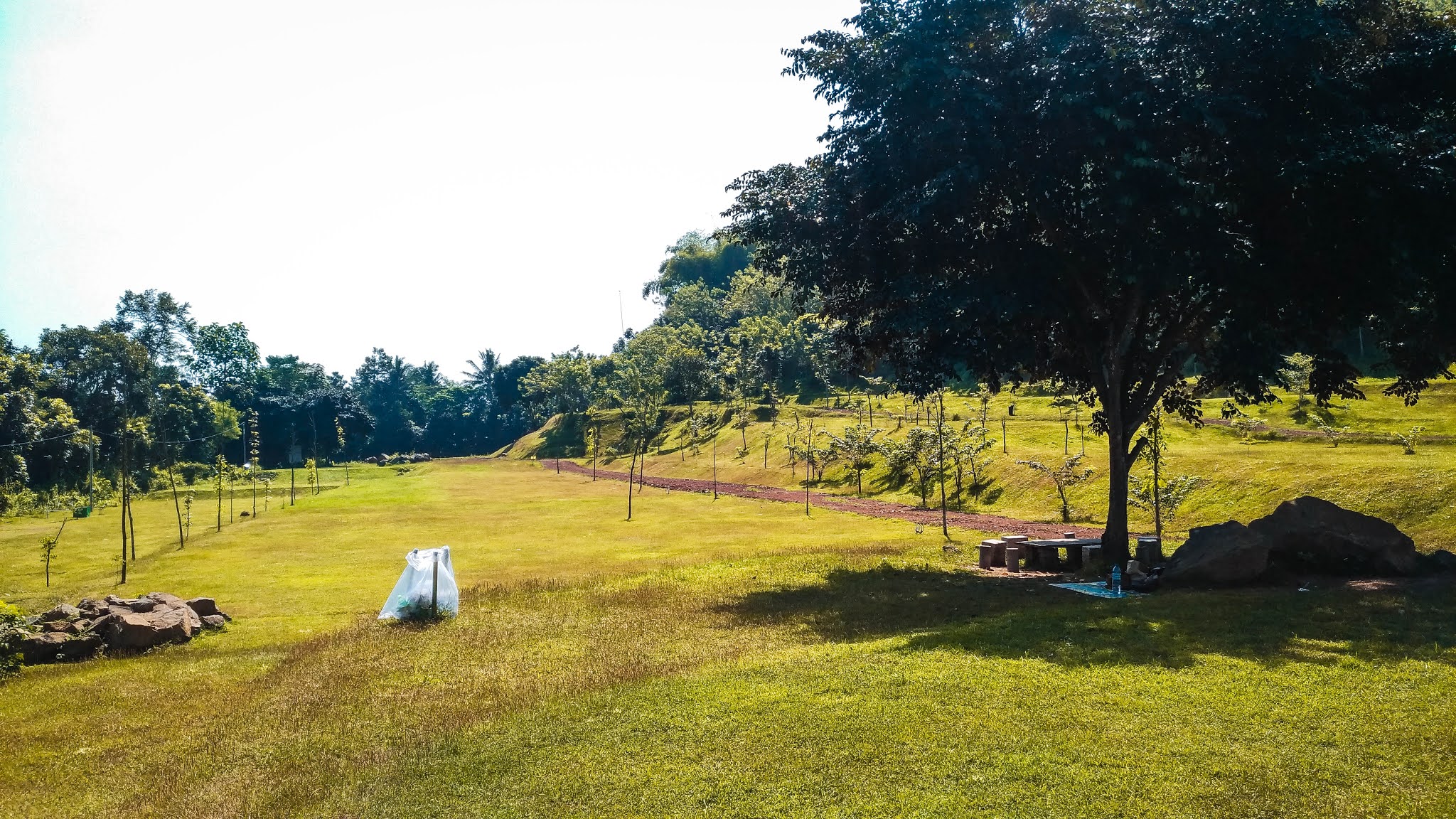 Detail Padang Rumput Yang Ada Pohonnya Nomer 44