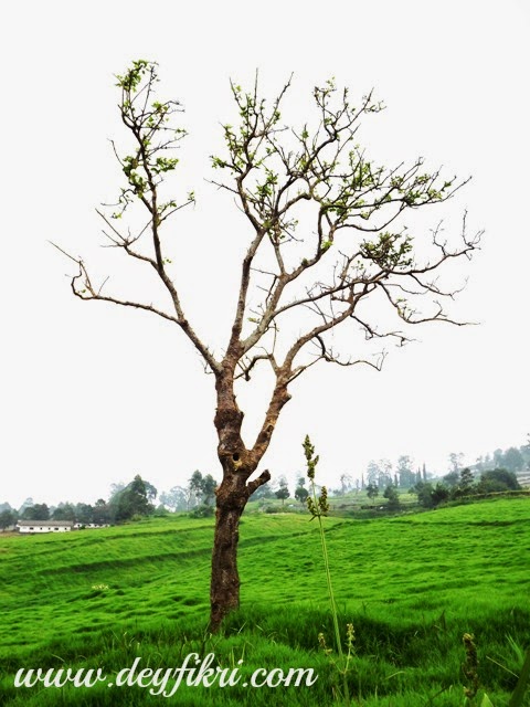 Detail Padang Rumput Yang Ada Pohonnya Nomer 53