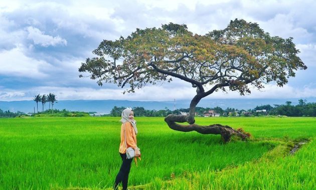 Detail Padang Rumput Yang Ada Pohonnya Nomer 55