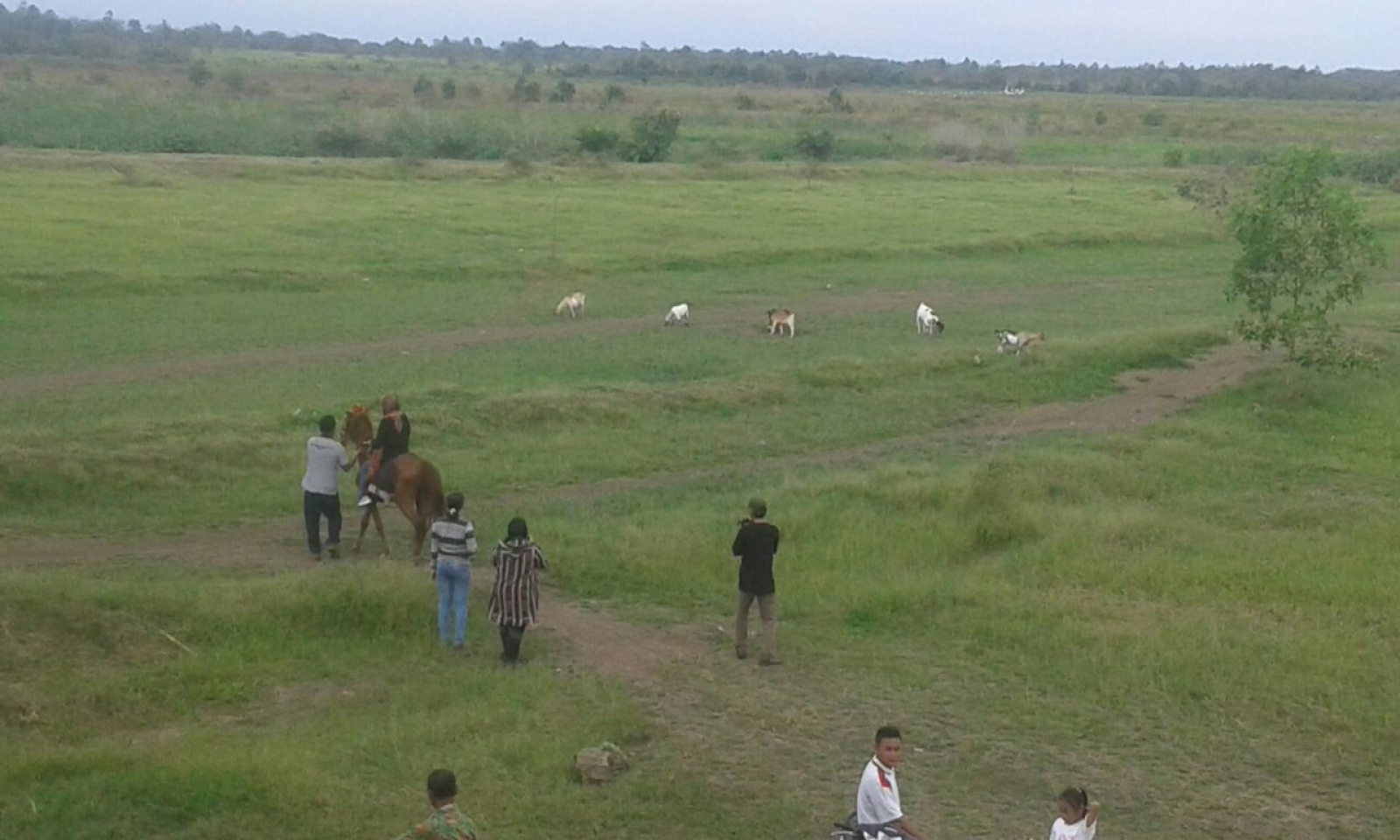 Detail Padang Rumput Yg Ada Pepohonan Nomer 39