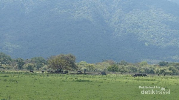 Detail Padang Savana Afrika Nomer 19