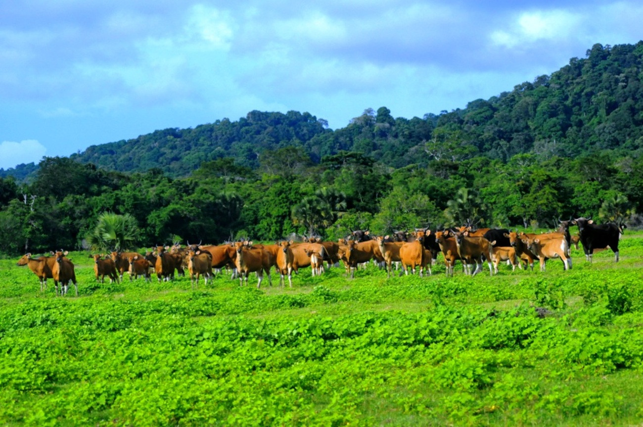 Detail Padang Savana Afrika Nomer 26