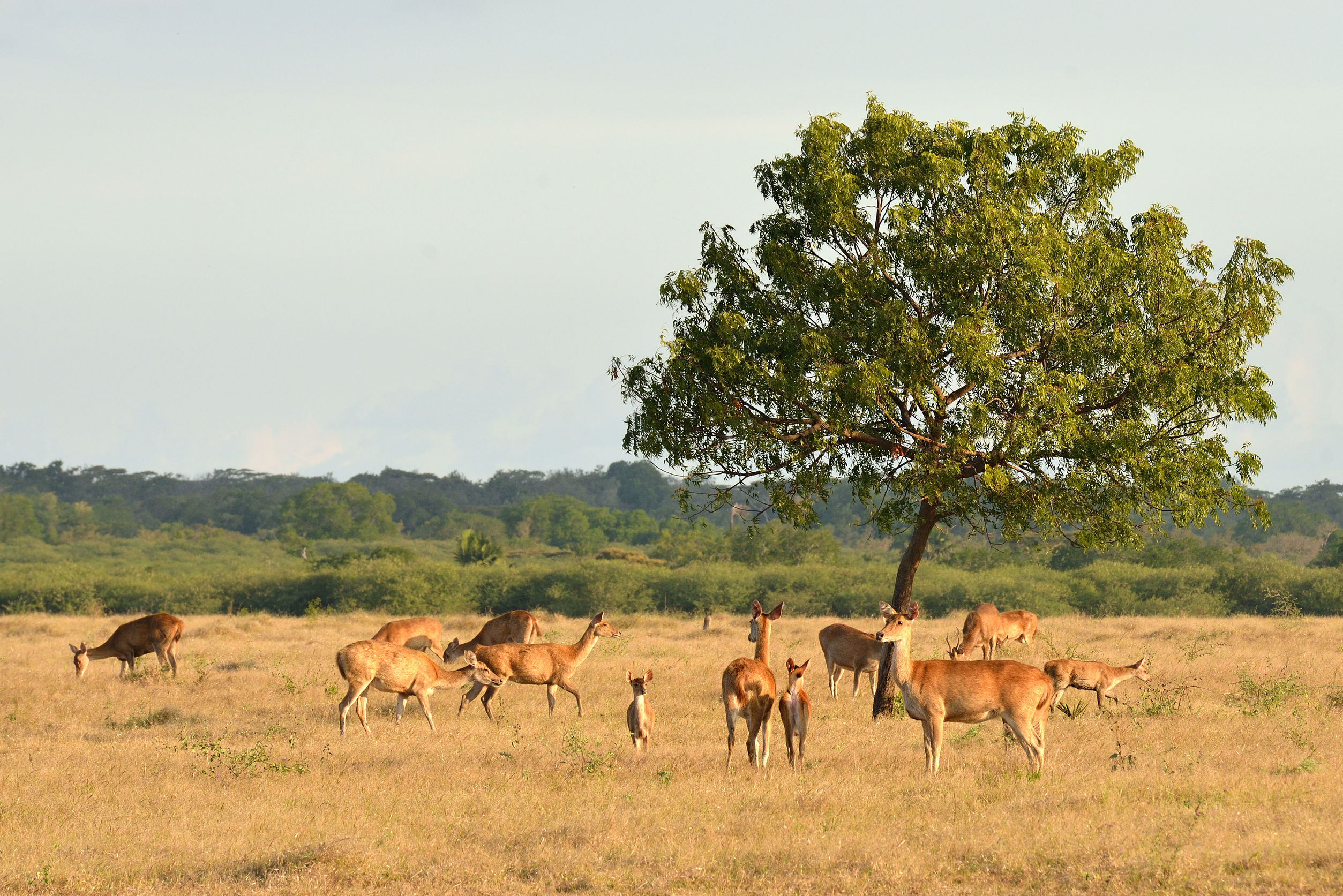 Detail Padang Savana Afrika Nomer 29