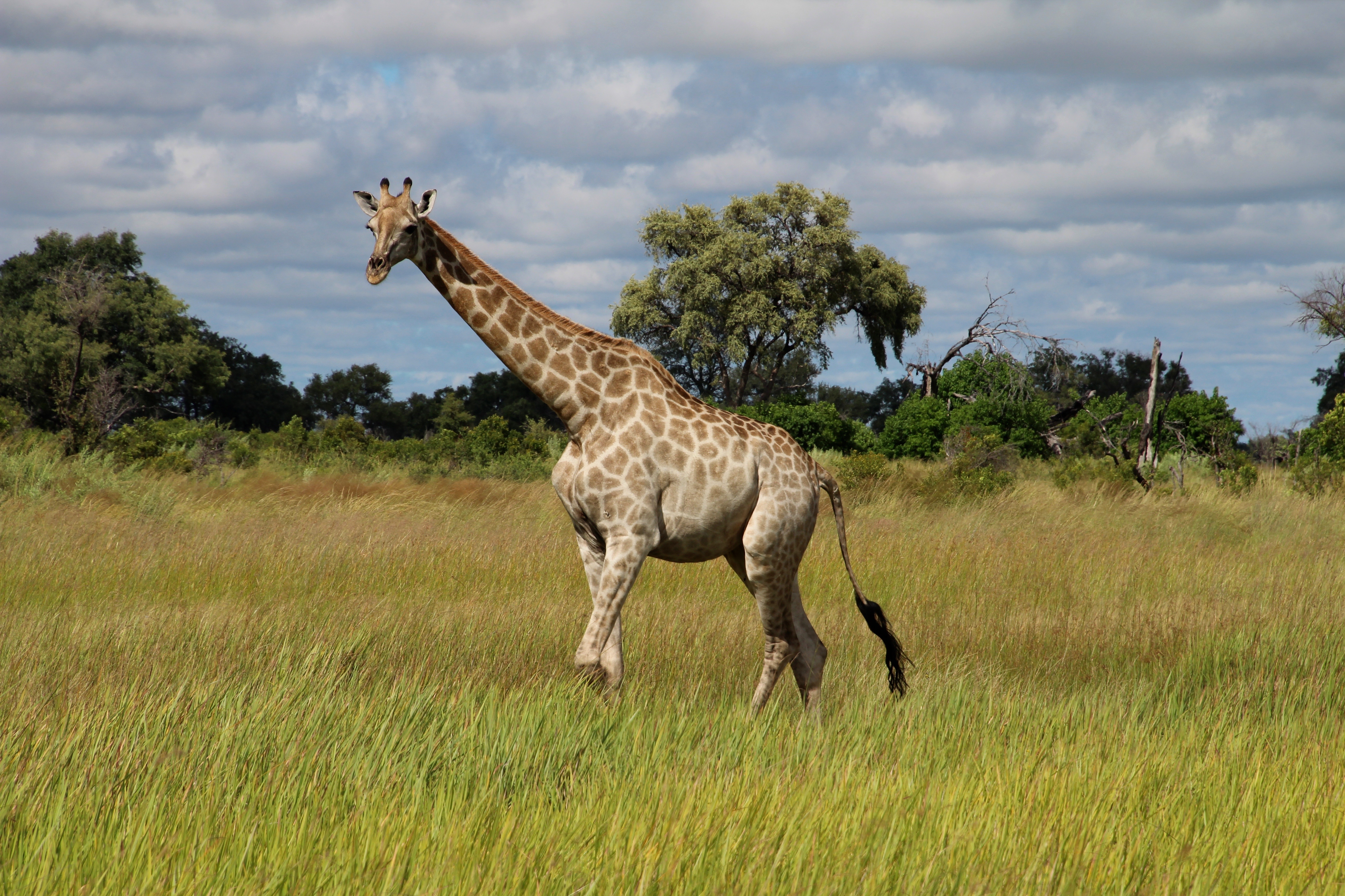 Detail Padang Savana Afrika Nomer 39