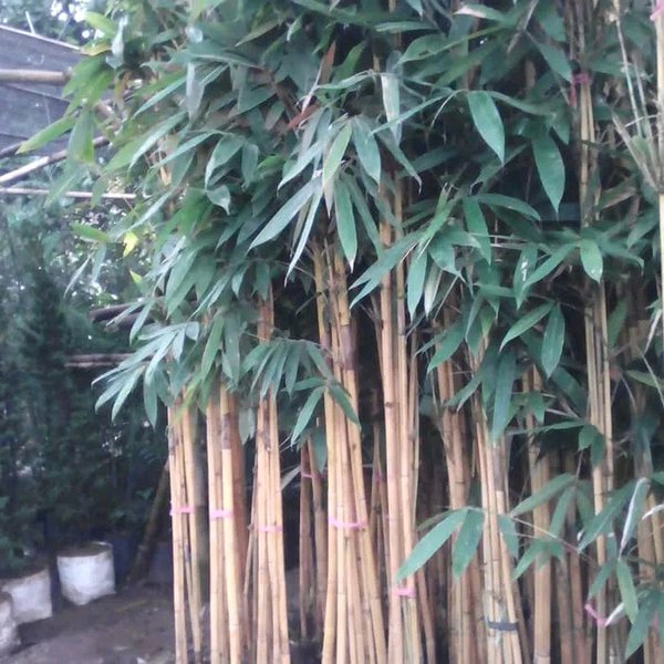 Detail Pagar Bambu Hidup Nomer 10