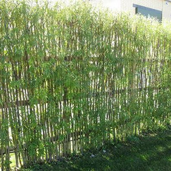 Detail Pagar Bambu Hidup Nomer 14