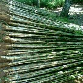 Detail Pagar Bambu Hidup Nomer 24