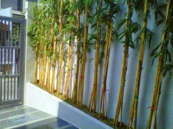 Detail Pagar Bambu Hidup Nomer 31