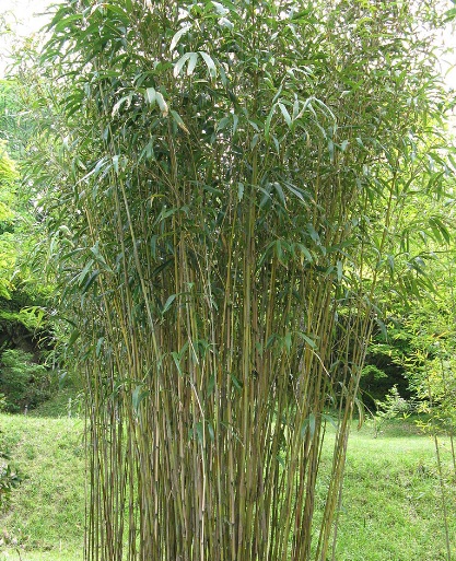 Detail Pagar Bambu Hidup Nomer 39
