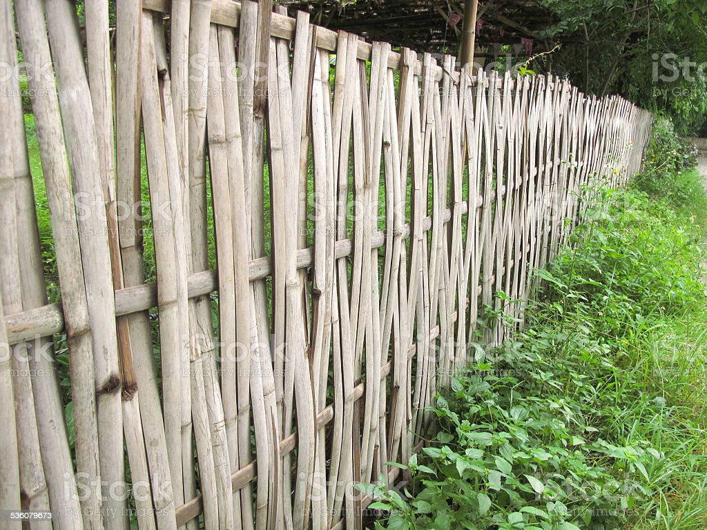 Detail Pagar Bambu Hidup Nomer 41