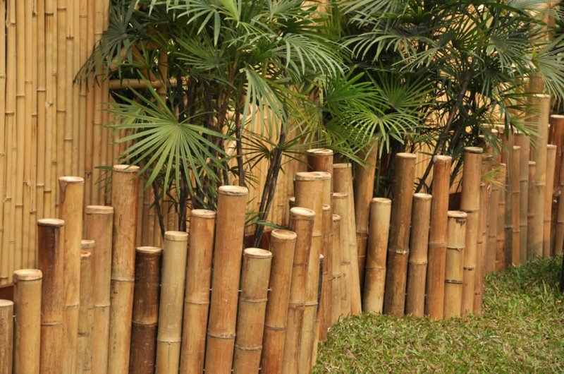 Detail Pagar Bambu Hidup Nomer 45