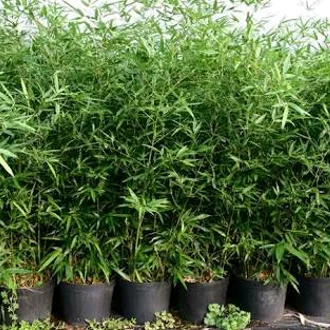 Detail Pagar Bambu Hidup Nomer 6