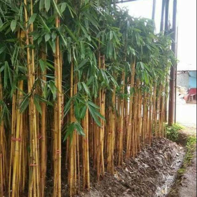 Detail Pagar Bambu Hidup Nomer 7