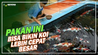 Detail Pakan Alami Ikan Koi Nomer 21