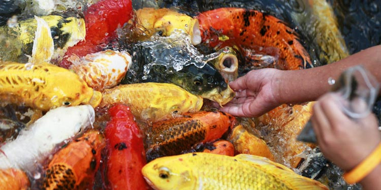 Detail Pakan Alami Ikan Koi Nomer 25