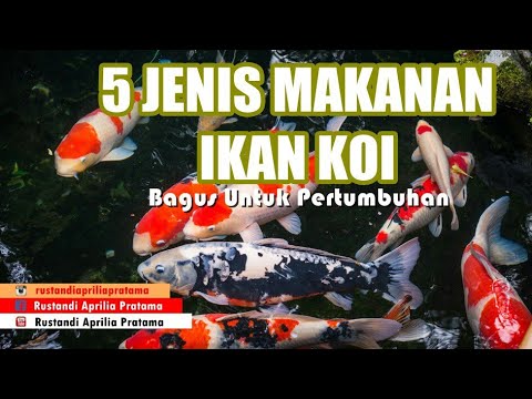 Detail Pakan Alami Ikan Koi Nomer 26