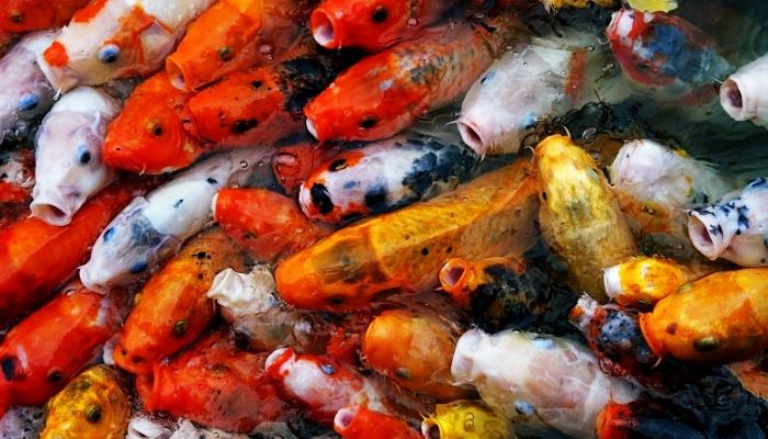 Detail Pakan Alami Ikan Koi Nomer 31