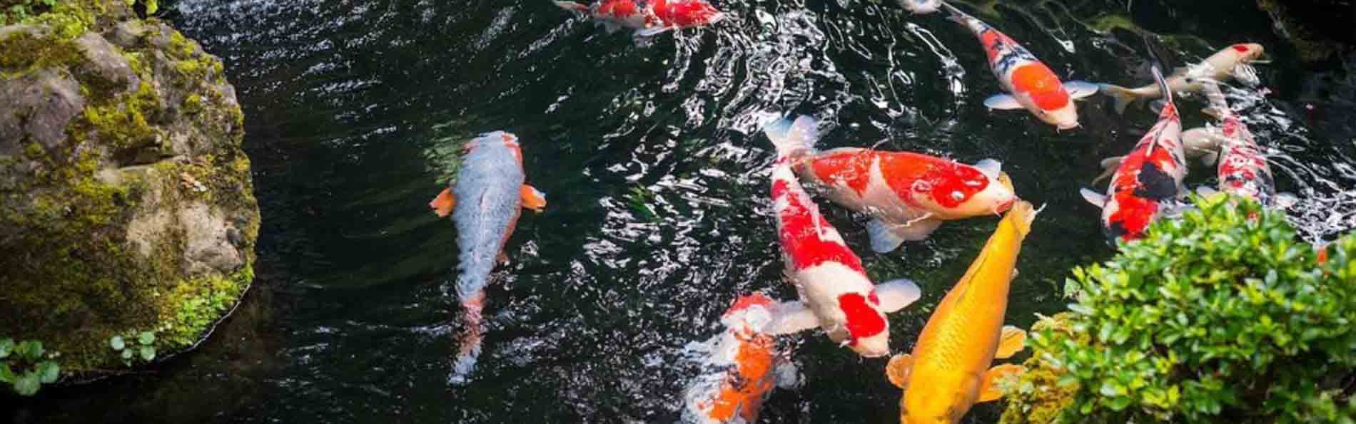 Download Pakan Alami Ikan Koi Nomer 34