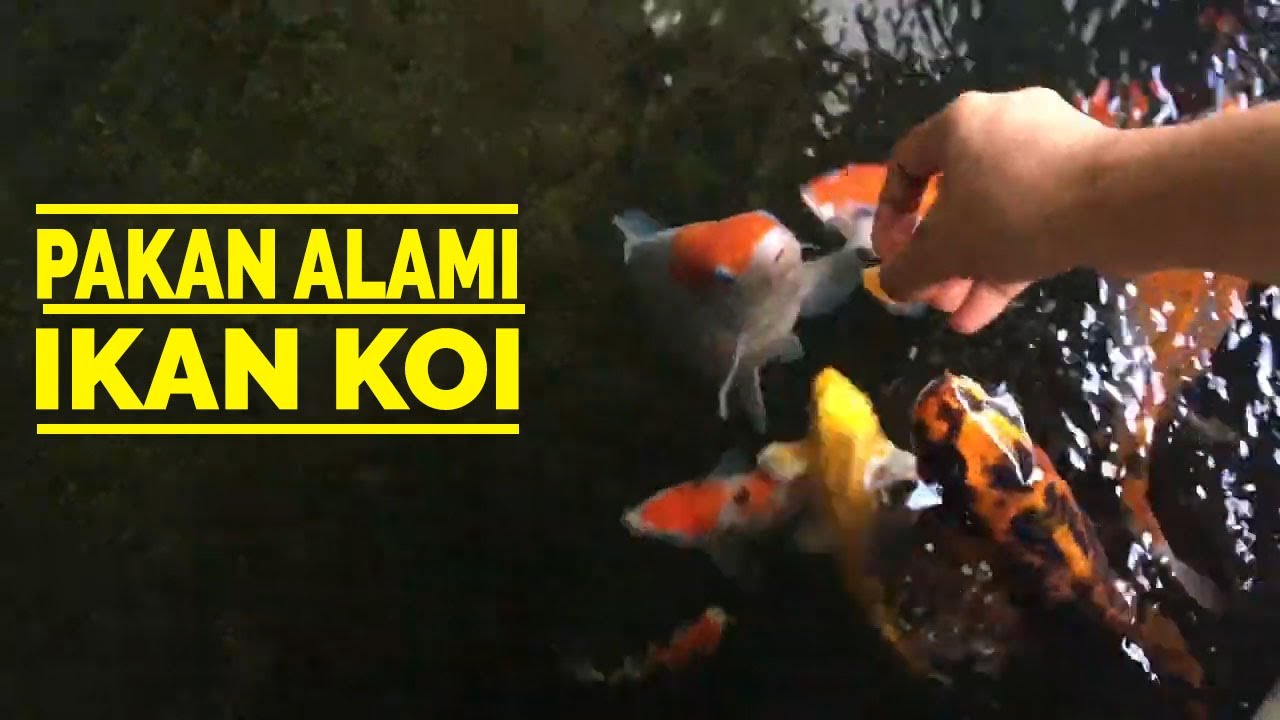 Detail Pakan Alami Ikan Koi Nomer 36