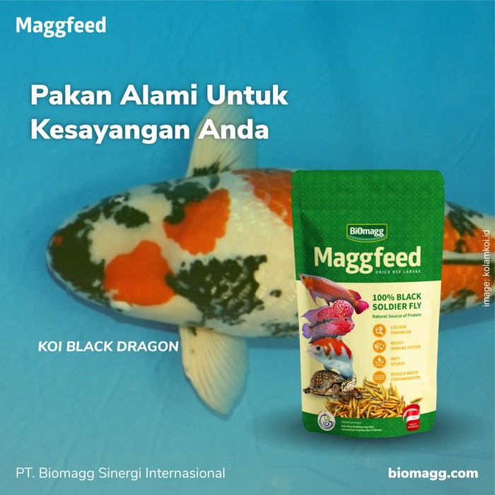 Detail Pakan Alami Ikan Koi Nomer 37