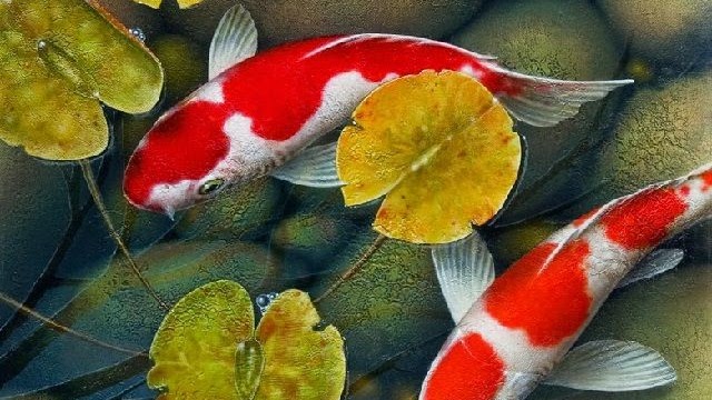 Detail Pakan Alami Ikan Koi Nomer 42