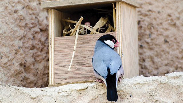 Detail Pakan Burung Gelatik Nomer 14