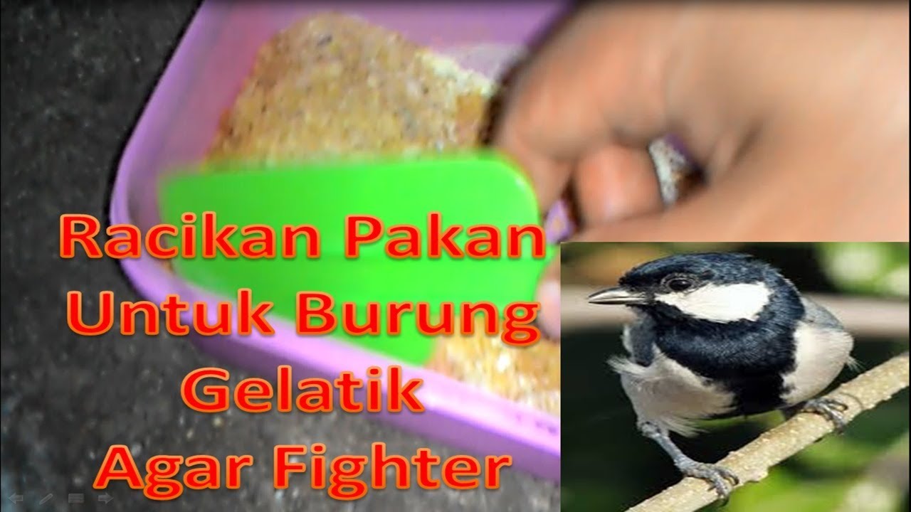 Detail Pakan Burung Gelatik Nomer 9