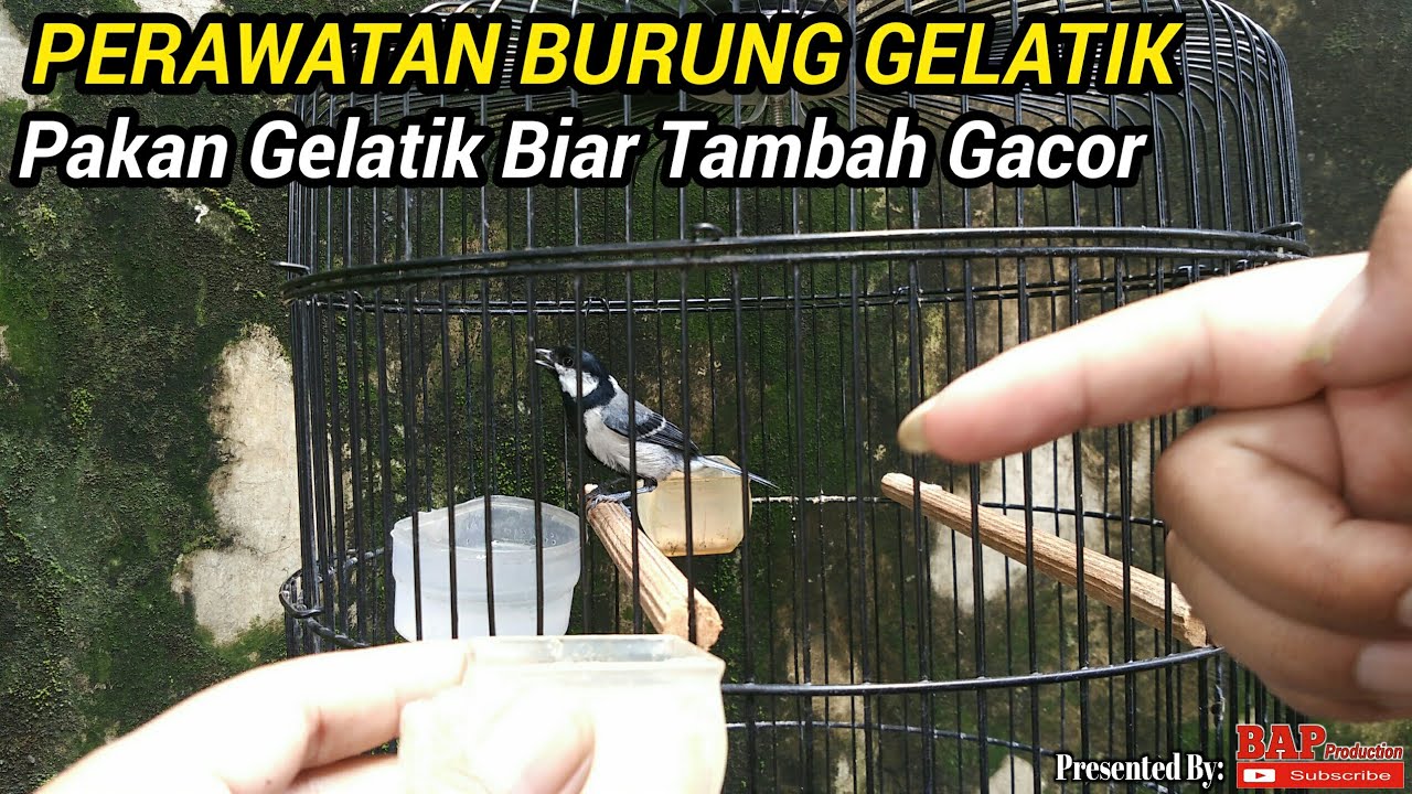 Detail Pakan Burung Gelatik Batu Nomer 25