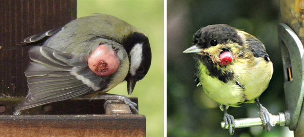 Detail Pakan Burung Gelatik Batu Nomer 26