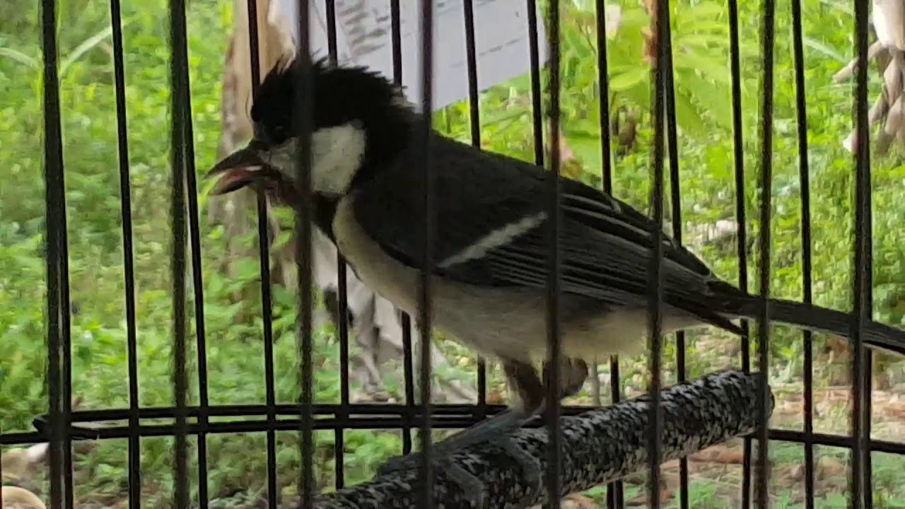 Detail Pakan Burung Gelatik Batu Nomer 28