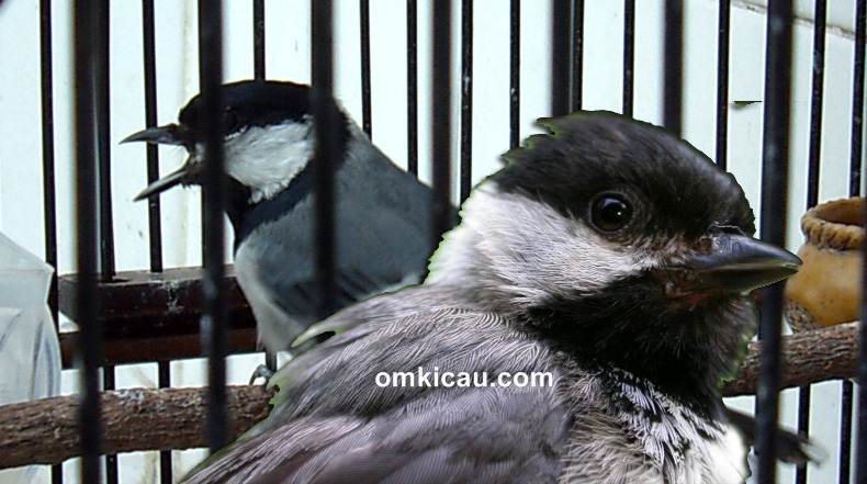 Detail Pakan Burung Gelatik Batu Nomer 5